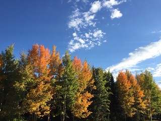 Fototapeta premium Fall leaves