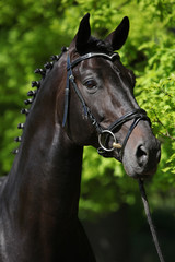 Fototapeta premium Ładny czarny holenderski koń gorącokrwisty z uzdą