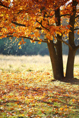 autumn landscape with tree
