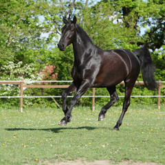 Obraz premium Amazing black dutch warmblood running
