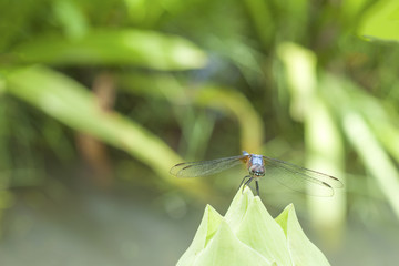 Dragonfly with lotus
