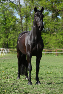 Beautiful kwpn stallion on pasturage