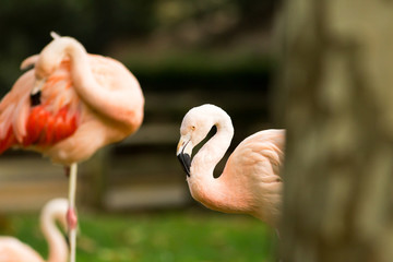Flamingo