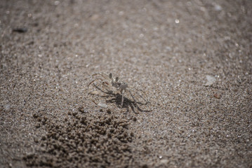 A Camouflaged Sand Crab on a Beach