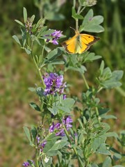 Postillon (Colias croceus) im Anflug auf Luzerne