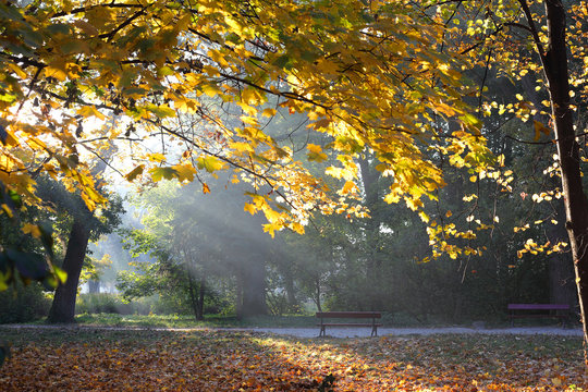 Fototapeta autumn nature in the morning
