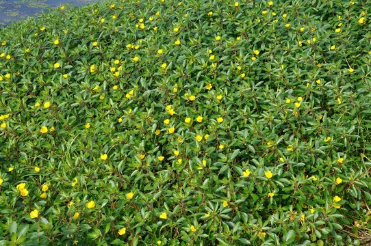 Large flower Primrose