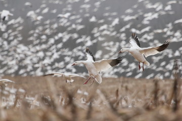 landing snow geese © chiptape