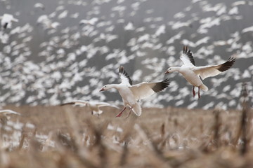 landing snow geese