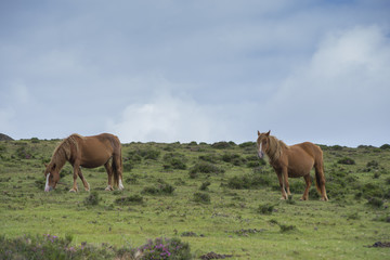 Fototapeta premium Caballos pastando.