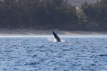 Fototapeta premium LaReunion201508-774