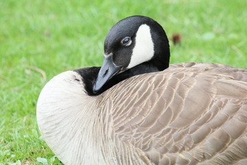 sleepy goose