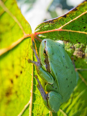 small green frog hidden on a vine leaf