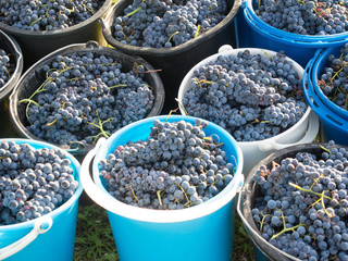 autumn grapes harvest ready to be squeezed