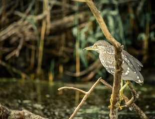 Black-crowned night-heron juvenile