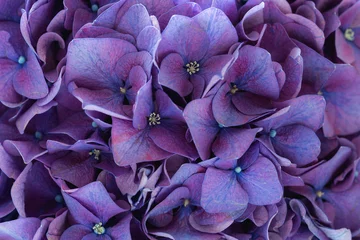 Deurstickers Hydrangea Paarse hortensia