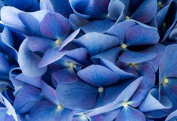 Photo sur Plexiglas Hortensia Hydrangea close up