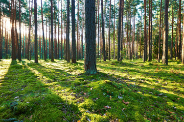 Sunrise in pine forest