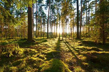 Sunrise in pine forest - obrazy, fototapety, plakaty