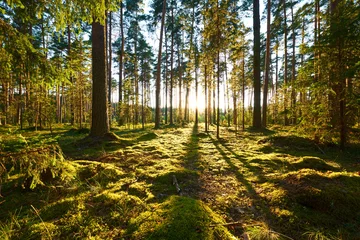 Papier Peint photo Lavable Paysage Lever du soleil dans la forêt de pins