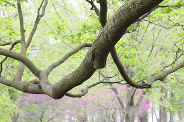 spring trees