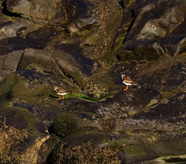 Pair of turnstone on the rock in the seacoast