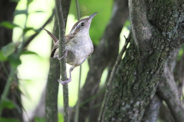 perky wren