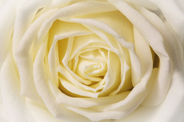white rose, closeup