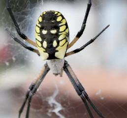 fly sitting on spider