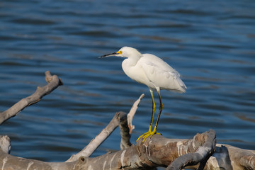 The Snowy Egret on the Driftwood at Malibu Lagoon