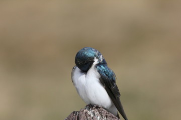 embarrassed tree swallow