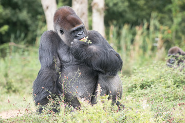 Gorille dos argenté de 32 ans
