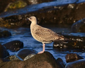 Seagull isolated