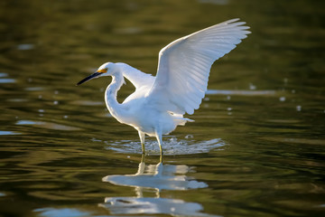 The Snowy Egret is Flying at Malibu Lagoon