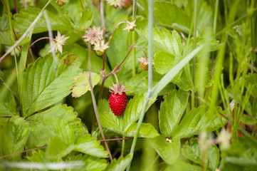 Wild strawberries