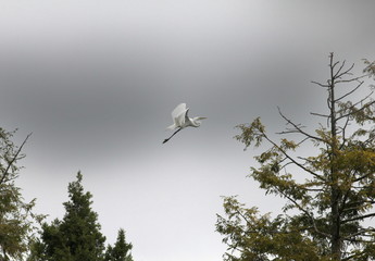 egret and pines