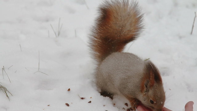 Squirrel eating food with human hands