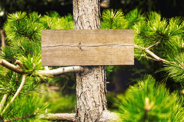 Empty wooden board/sign,hanging from a tree,deep inside forest.