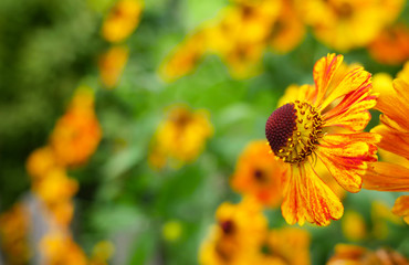 Sonnenbraut in voller Blüte