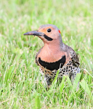 flicker closeup