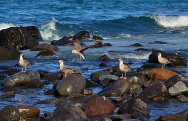 Gulls on the rocks in the seashore
