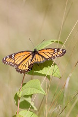 butterfly on weeds