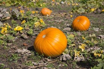 Ripe Pumpkin in a Field