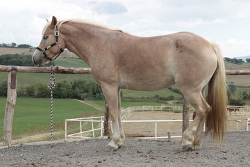 Cavallo