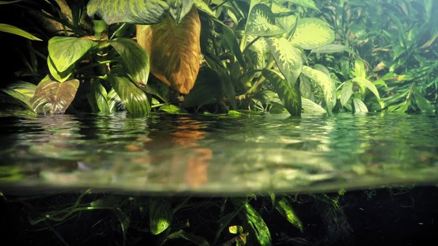 Exotic Plants Above And Below Waterline