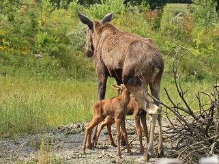Elchkuh (Alces alces) säugt ihre 11 Tage alten Zwillinge 