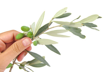 Olive branch in palm isolated on white background