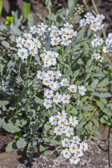 Тысячелистник серебряный (Achillea argentia). Цветущий куст © Starover Sibiriak