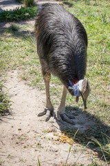 adult cassowary, southern cassowary, walking and looking around
