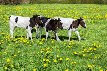 Three black white calves walk in green meadow with dandelions